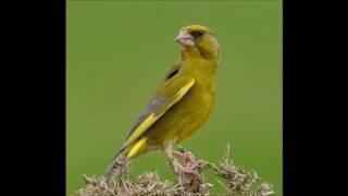 Canto verderon - greenfinch singing - chant de verdier