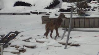 Coyotes spotted in Liberty Village