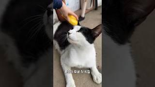 빗질 처음 받아 본 시골 고양이 반응