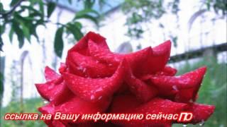 Как обманом в интернете зарабатывают деньги