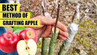 How to graft an apple tree | Grafting apple | apple Grafting technique