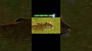 Lion vs leopard #wildlife #trending #shorts #animals #youtubeshorts #leopard #lion #viralvideo