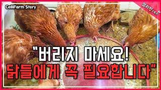 “계란이 자꾸 깨진다고? 닭들에게 이것만 주면 해결됨!” #첼리팜스토리