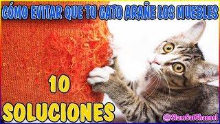 Por Qué Mi Gato Araña Los Muebles y Cómo Evitarlo: 10 SOLUCIONES - SiamCatChannel