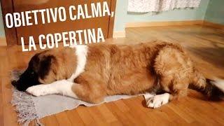 Obiettivo calma, insegnare al cane l'utilizzo della copertina