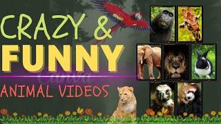 CRAZY AND FUNNY ANIMAL VIDEOS SHORT VIDEO#ANIMAL #TELEFLIX #CRAZY #funny #video