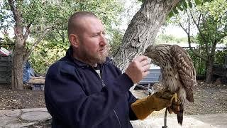 #ЯстребТетеревятник из большой коробки  интересная  #история  goshawk rehabilitation