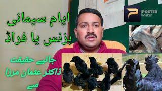 Ayam Cemani hen - Business ya Fraud by Dr. Usman Mirza #vlog #vlogging #vlogger #vlogs