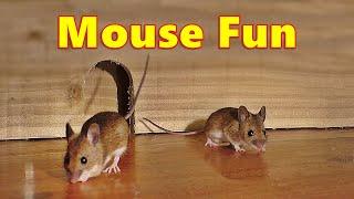 Entertainment for Cats ~ Mouse Fun ⭐ 8 Hour Videos for Cats and Cat TV ⭐