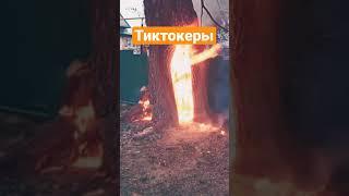 Тиктокеры | Весёлая Утка