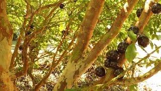 Jungle Survival Food: Jabuticaba