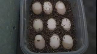 How To Tell That Your Turtle Eggs Are Fertile