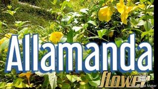 The benefits of Allamanda flower garden in | Grenada