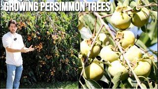 Growing Persimmon Trees: A Guide of Varieties, Harvesting, Astringency, and Tree Size Tips