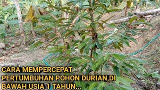 CARA MEMPERCEPAT PERTUMBUHAN POHON DURIAN DI BAWAH USIA 1 TAHUN