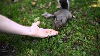 Hand feeding squirrels in Kelvingrove Park, Glasgow