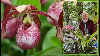 ORCHIDÉES RUSTIQUES POUR LE JARDIN : NOTRE CHOIX D’ESPÈCES ET CONSEILS… Le Quotidien du Jardin N°290