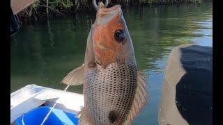 FNQ FISHING Mangrove Jacks and Finger mark Snapper