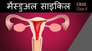 #मेंस्ट्रुअल cycle in hindi |How do organisms | 10th |biology | ncert class 10 | cbse science