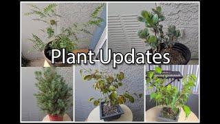 Updates on Various Bonsai Trees
