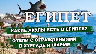 АКУЛЫ ЕГИПТА| Какие акулы есть в Египте| Отели с ограждениями в Хургаде и Шарм Эль Шейхе
