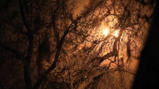 One Tree At a Time: Tu B'Shevat 5771 / 2011 Machlis Presents