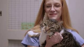 A Day in the Life of a Veterinary Technician