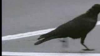 Wild crows inhabiting the city use it to their advantage - David Attenborough  - BBC wildlife