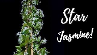 Star Jasmine Flowering Season | Everything You Need to Know (Confederate Jasmine)