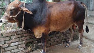 Cow Video, Cow Eating Grass And Peeing At Home In Bangladesh | AniLife Daily Vlogs