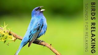 Birds Chirping - Birds Singing No Music, Bird Sounds Relaxation, Soothing Nature Sounds