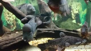 Fishlaw1- Expose the Feral Wild Caught Cichlids Lie told over & over to Hobbyist