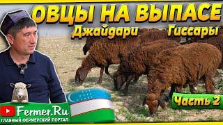 Бизнес на овцах. 1000га пастбищ. Узбекские овцеводы делятся опытом: Пастбищное содержание овец