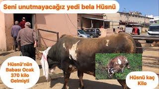 Deli tosun Hüsnü kesiliyor/Bu tosun hiç unutulmayacak