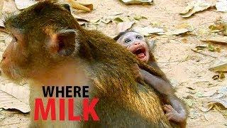 SHAKING BACK CRY ... !! Poor Alba cry ask mom where her milk | Alba cry ask mom help to get milk.