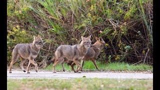 "Golden Jackal: Europe’s New Predator Explained"