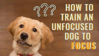 Dog Focus Training | Get Your UNFOCUSED Dog to LISTEN to You RIGHT NOW!