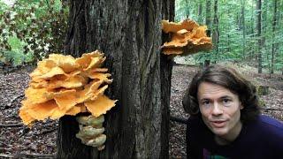 Schwefelporling - Chicken Of The Woods (Laetiporus Sulphureus) - Standort, Merkmale,  Wirkung, Essen