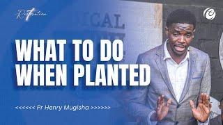 WHAT TO DO WHEN PLANTED  |  ONLINE CELEBRATION  |  Ps Henry Mugisha