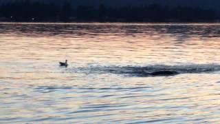 Sea lion eats a salmon beside our boat