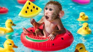 KiKi Monkey challenge with Watermelon Ice Cream Swimming Pool with Ducklings | KUDO ANIMAL KIKI