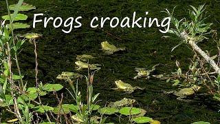 Frogs Croaking • Relaxing Frog Sounds 1 Hour • Beautiful Video of Green Water Frogs in Nature Pond