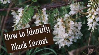 How to ID Black Locust Tree - Wild Edible