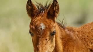 Wild Horses of Mono County, California Part 1