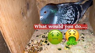 Young bird sickness… what would you do?