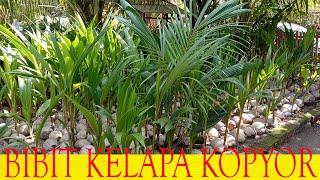 Bibit Kelapa Kopyor Terbaru 2024