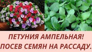 Петуния из семян. Посев петунии. Как правильно посеять петунию. Посев семян на рассаду.