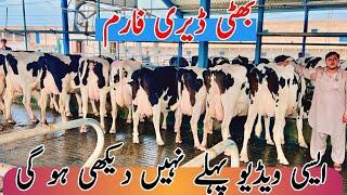 Bhatti Dairy Farm | imported cows And Australian Cows | Top class cows | 6 September 2024