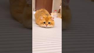 Cat video cute and funny cat 