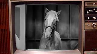 Mister Ed sings Johnny Cash's Folsom Prison Blues